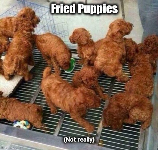 New at Popeye's | Fried Puppies; (Not really) | image tagged in cute puppies,optical illusion,alive,don't worry be happy | made w/ Imgflip meme maker