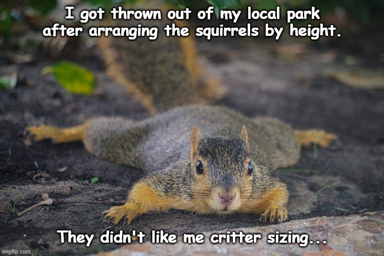 critter sizing | I got thrown out of my local park after arranging the squirrels by height. They didn't like me critter sizing... | image tagged in squirrel,silly | made w/ Imgflip meme maker