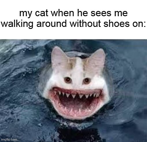 AUUUGGGGGHHHHHHHHHH!!!!! |  my cat when he sees me walking around without shoes on: | image tagged in cat,shark,feet,bite,ouch,shoes | made w/ Imgflip meme maker