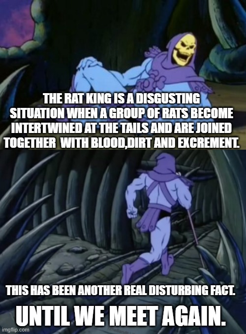 Disturbing Facts Skeletor |  THE RAT KING IS A DISGUSTING SITUATION WHEN A GROUP OF RATS BECOME INTERTWINED AT THE TAILS AND ARE JOINED TOGETHER  WITH BLOOD,DIRT AND EXCREMENT. THIS HAS BEEN ANOTHER REAL DISTURBING FACT. UNTIL WE MEET AGAIN. | image tagged in disturbing facts skeletor | made w/ Imgflip meme maker