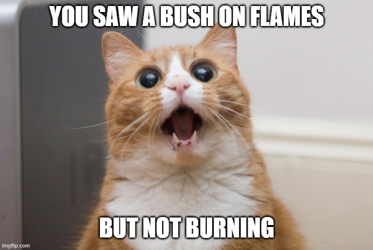 The Burning Bush |  YOU SAW A BUSH ON FLAMES; BUT NOT BURNING | image tagged in amazed cat,the bible | made w/ Imgflip meme maker