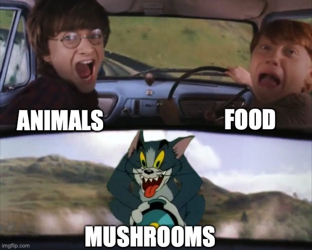 Tom chasing Harry and Ron Weasly | FOOD; ANIMALS; MUSHROOMS | image tagged in tom chasing harry and ron weasly | made w/ Imgflip meme maker