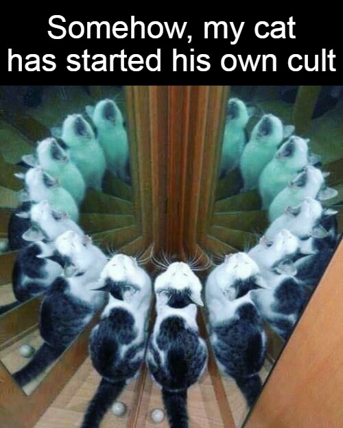 Felines Worshipping | Somehow, my cat has started his own cult | image tagged in meme,memes,cat,cats | made w/ Imgflip meme maker