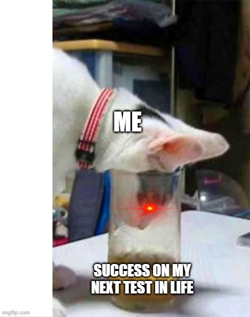 Life as a procrastinator | ME; SUCCESS ON MY NEXT TEST IN LIFE | image tagged in cat,scary things,my life | made w/ Imgflip meme maker