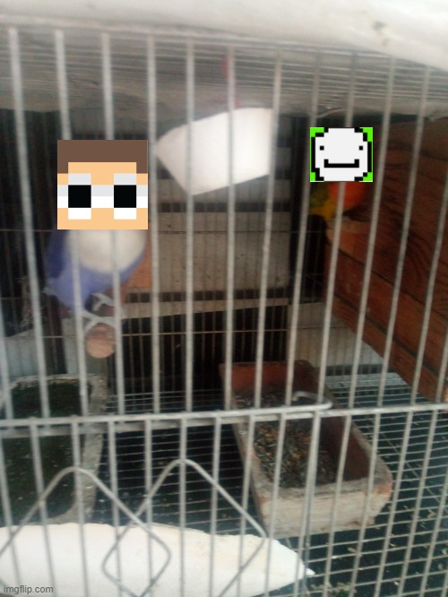 Dreamnotfound birds | image tagged in funny memes,birds | made w/ Imgflip meme maker