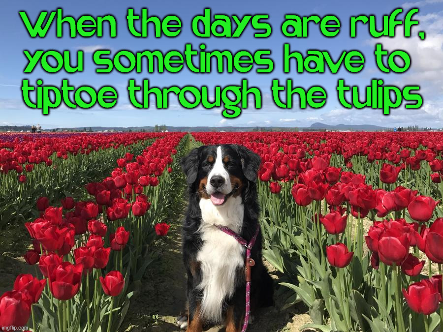 When the days are ruff,
you sometimes have to 
tiptoe through the tulips | image tagged in dogs | made w/ Imgflip meme maker