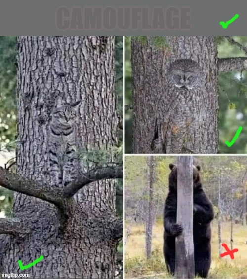 Camouflage | CAMOUFLAGE | image tagged in mother nature | made w/ Imgflip meme maker