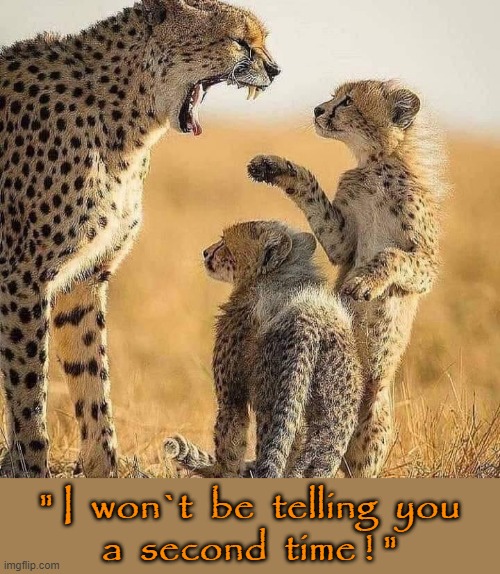Now do what you Mother says ! |  " I  won`t  be  telling  you
a  second  time ! " | image tagged in cheetah | made w/ Imgflip meme maker
