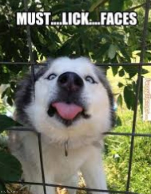 Must....Lick....Faces | image tagged in doge | made w/ Imgflip meme maker