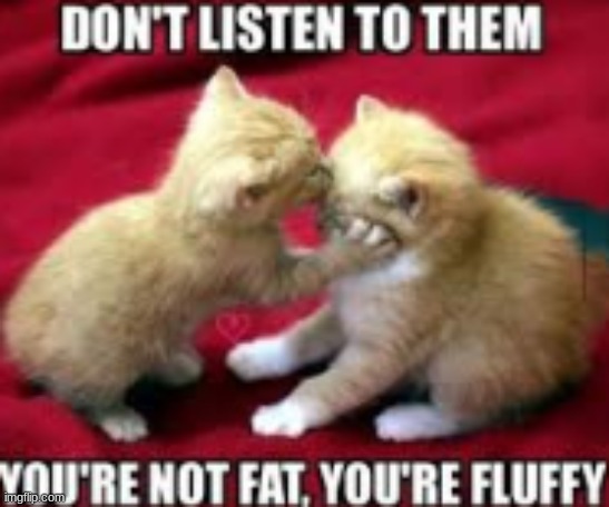 FLUFFY | image tagged in cats | made w/ Imgflip meme maker