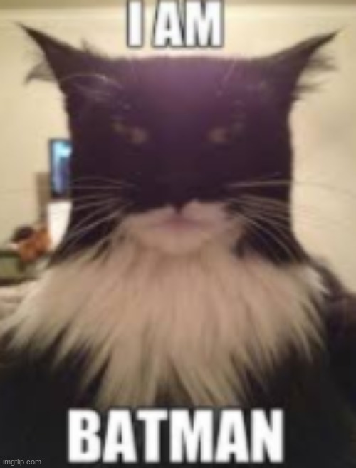 Batman | image tagged in cats | made w/ Imgflip meme maker