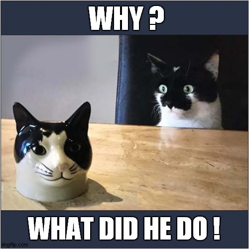 One Scary Ornament ! | WHY ? WHAT DID HE DO ! | image tagged in cats,scary,ornament | made w/ Imgflip meme maker