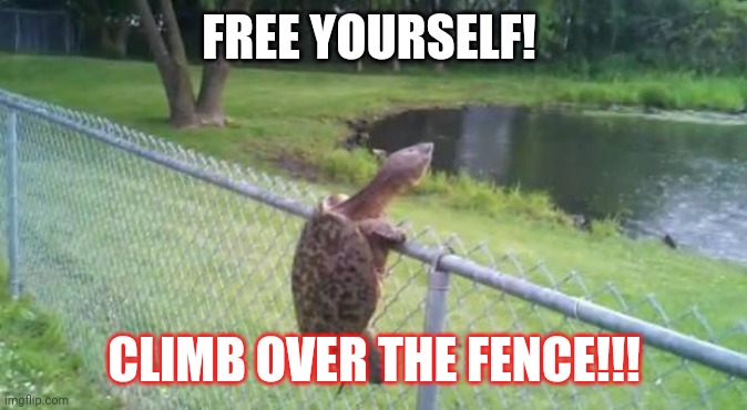 turtle fence escape | FREE YOURSELF! CLIMB OVER THE FENCE!!! | image tagged in turtle fence escape | made w/ Imgflip meme maker