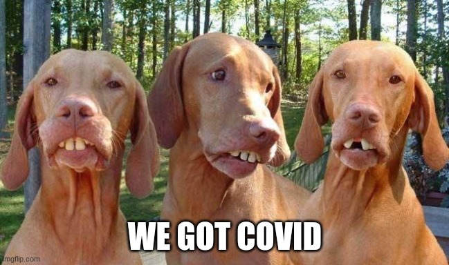 Buck tooth dogs | WE GOT COVID | image tagged in buck tooth dogs | made w/ Imgflip meme maker