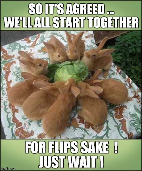 Greedy Rabbits  ! | SO IT'S AGREED ...
WE'LL ALL START TOGETHER; FOR FLIPS SAKE  !
JUST WAIT ! | image tagged in rabbits,greedy,etiquette | made w/ Imgflip meme maker