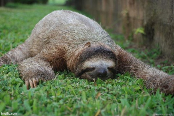 Sleeping sloth | image tagged in sleeping sloth | made w/ Imgflip meme maker