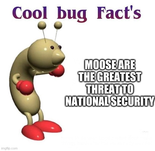 Cool Bug Facts | MOOSE ARE THE GREATEST THREAT TO NATIONAL SECURITY | image tagged in cool bug facts | made w/ Imgflip meme maker