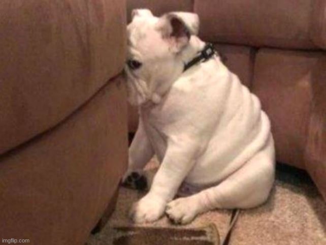Guilty dog | image tagged in guilty dog | made w/ Imgflip meme maker