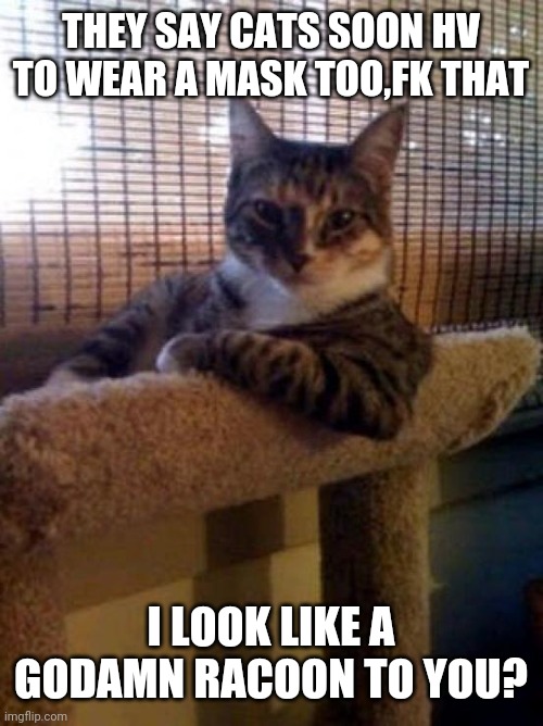 The Most Interesting Cat In The World | THEY SAY CATS SOON HV TO WEAR A MASK TOO,FK THAT; I LOOK LIKE A GODAMN RACOON TO YOU? | image tagged in memes,the most interesting cat in the world | made w/ Imgflip meme maker