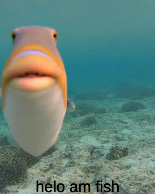 staring fish meme | helo am fish | image tagged in staring fish meme | made w/ Imgflip meme maker