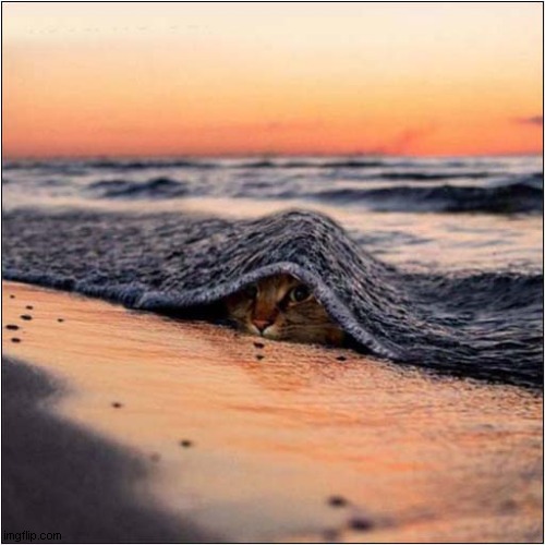How Would You Caption This ? | image tagged in cats,seashore | made w/ Imgflip meme maker