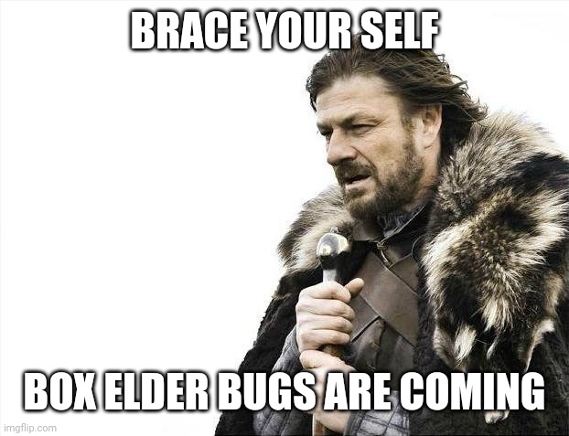 Box elder bugs | BRACE YOUR SELF; BOX ELDER BUGS ARE COMING | image tagged in memes,brace yourselves x is coming,fall | made w/ Imgflip meme maker