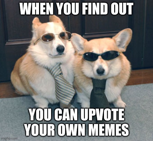 Corgis in suits | WHEN YOU FIND OUT; YOU CAN UPVOTE YOUR OWN MEMES | image tagged in corgis in suits | made w/ Imgflip meme maker