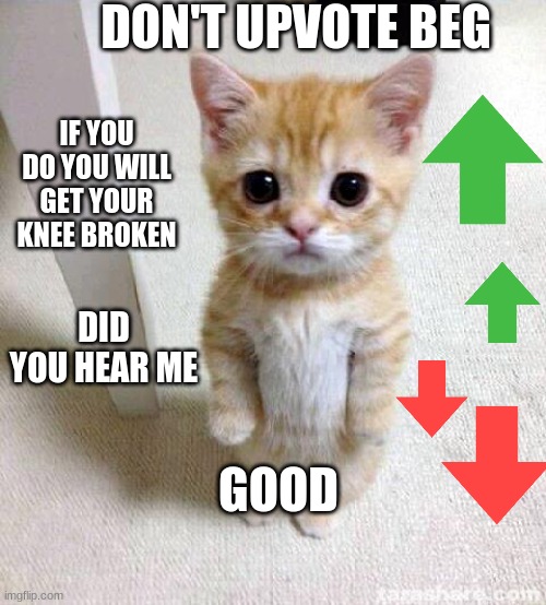 Don't Upvote Beg | DON'T UPVOTE BEG; IF YOU DO YOU WILL GET YOUR KNEE BROKEN; DID YOU HEAR ME; GOOD | image tagged in memes,cute cat | made w/ Imgflip meme maker