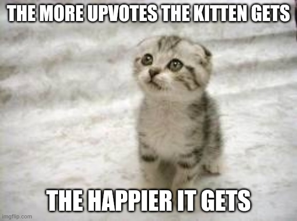 Sad Cat | THE MORE UPVOTES THE KITTEN GETS; THE HAPPIER IT GETS | image tagged in memes,sad cat | made w/ Imgflip meme maker