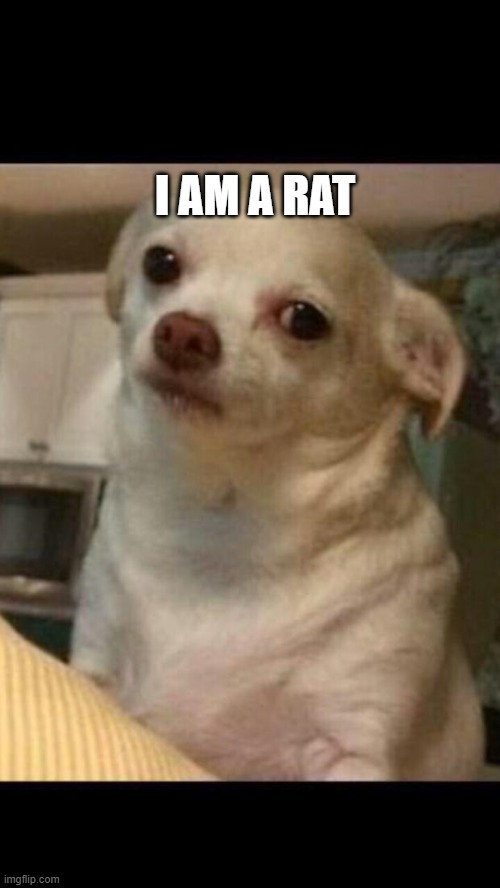 Sorry but Chihuahua's are not dogs | I AM A RAT | image tagged in concerned chihuahua | made w/ Imgflip meme maker