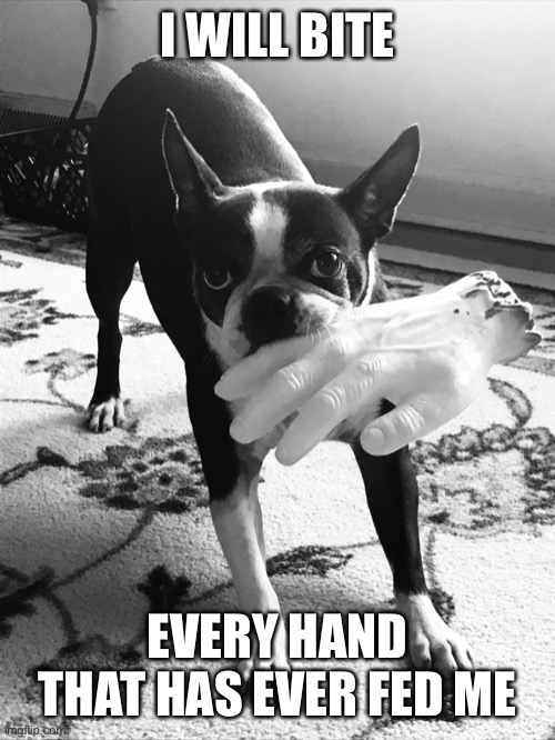 Get bitten losers | I WILL BITE; EVERY HAND THAT HAS EVER FED ME | image tagged in dogs,dog,evil,hand | made w/ Imgflip meme maker