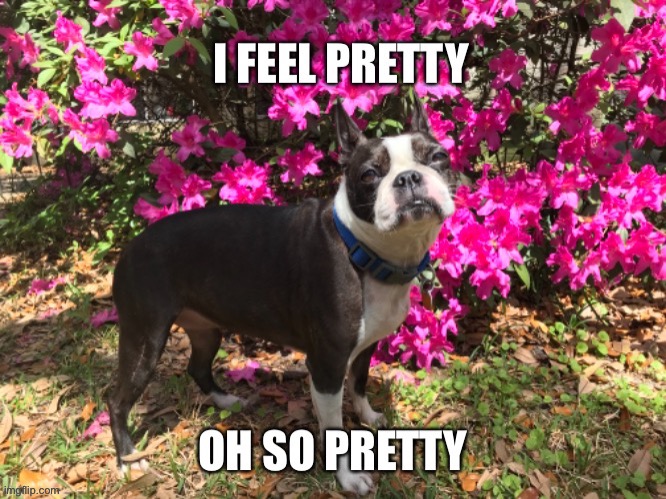 Pretty dog | image tagged in dog,pretty,flower,sarcasm | made w/ Imgflip meme maker