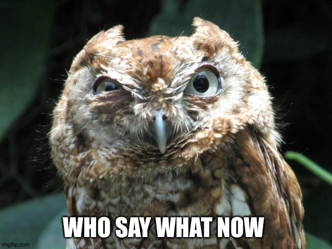 Who in the what now owl | WHO SAY WHAT NOW | image tagged in who in the what now owl | made w/ Imgflip meme maker