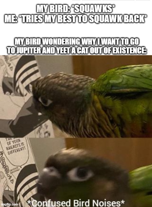 *confused bird noises* | MY BIRD WONDERING WHY I WANT TO GO TO JUPITER AND YEET A CAT OUT OF EXISTENCE: | image tagged in confused bird noises,jupiter,yeet,yeeting a cat | made w/ Imgflip meme maker