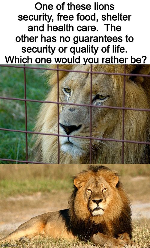 The only thing more precious than life is freedom.  Without freedom life is worthless. | One of these lions security, free food, shelter and health care.  The other has no guarantees to security or quality of life.  Which one would you rather be? | image tagged in freedom v security,self determination,life | made w/ Imgflip meme maker