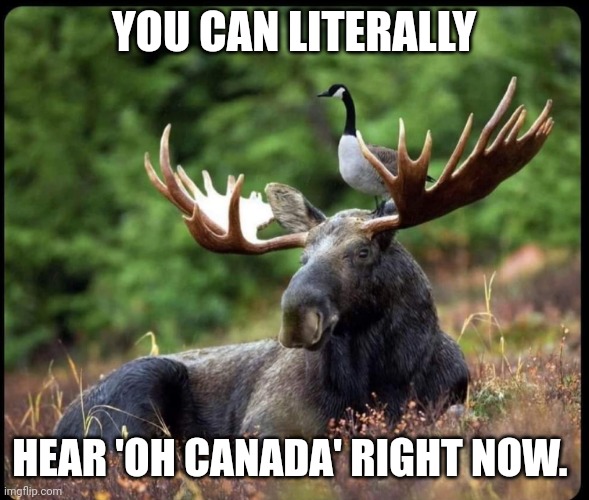 Tim Horton's new logo | YOU CAN LITERALLY; HEAR 'OH CANADA' RIGHT NOW. | image tagged in funny animals,meanwhile in canada | made w/ Imgflip meme maker