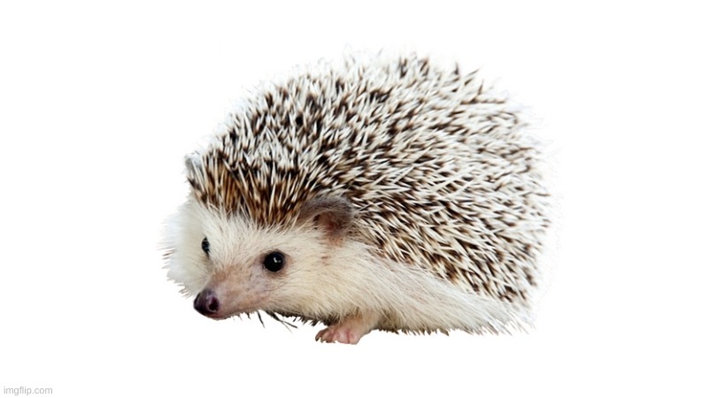 carl the hedgehog | image tagged in carl the hedgehog | made w/ Imgflip meme maker