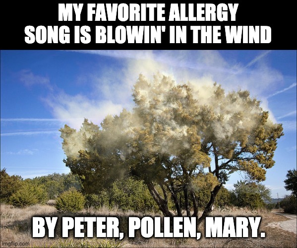 Pollen | MY FAVORITE ALLERGY SONG IS BLOWIN' IN THE WIND; BY PETER, POLLEN, MARY. | image tagged in cedar tree pollen | made w/ Imgflip meme maker