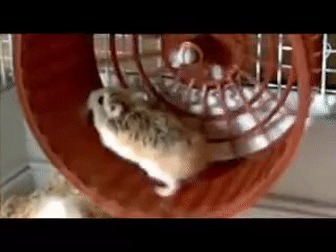 Hamster meme Blank Meme Template