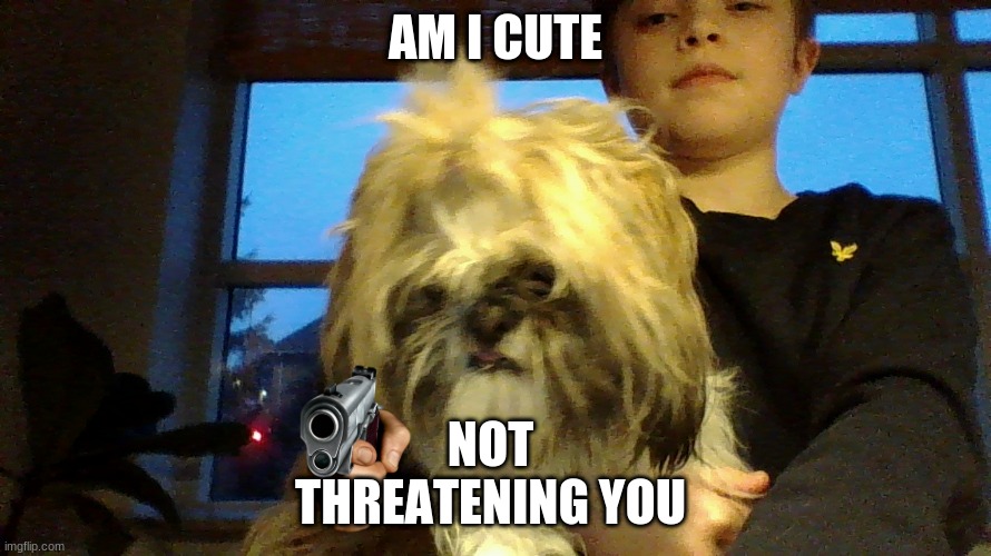wilma | AM I CUTE; NOT 
THREATENING YOU | image tagged in cute dog wilma | made w/ Imgflip meme maker