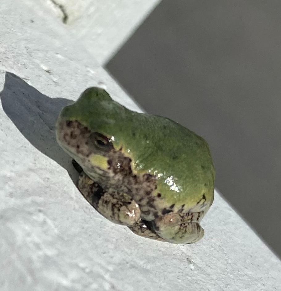 teeny toad Blank Meme Template