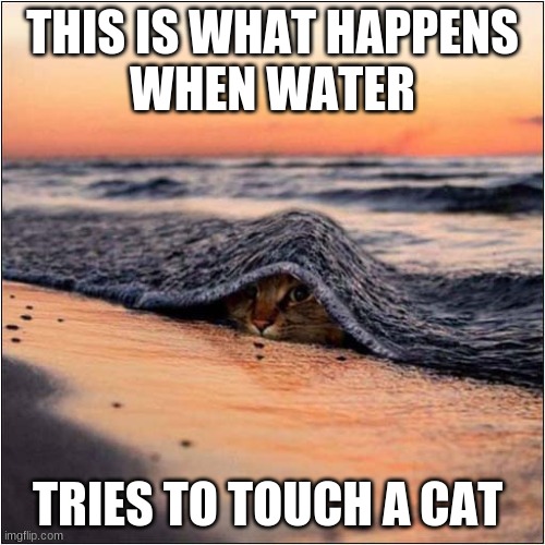 Water vs Cat | THIS IS WHAT HAPPENS
WHEN WATER; TRIES TO TOUCH A CAT | image tagged in cats | made w/ Imgflip meme maker