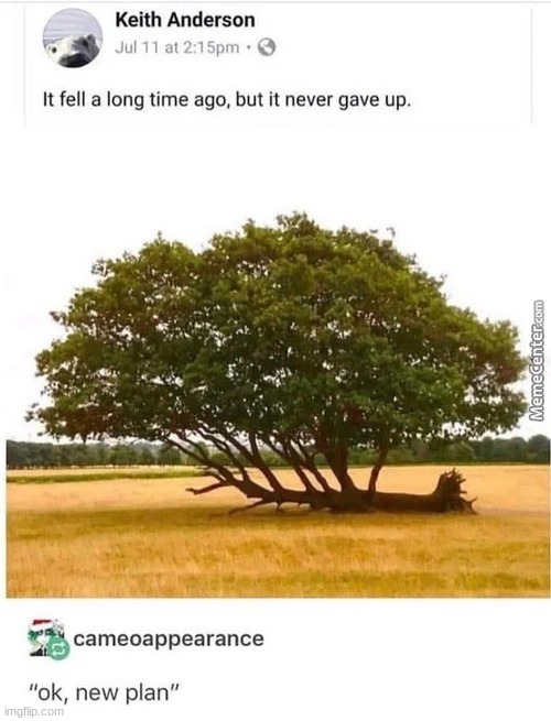 ok new plan | image tagged in tree,new plan | made w/ Imgflip meme maker
