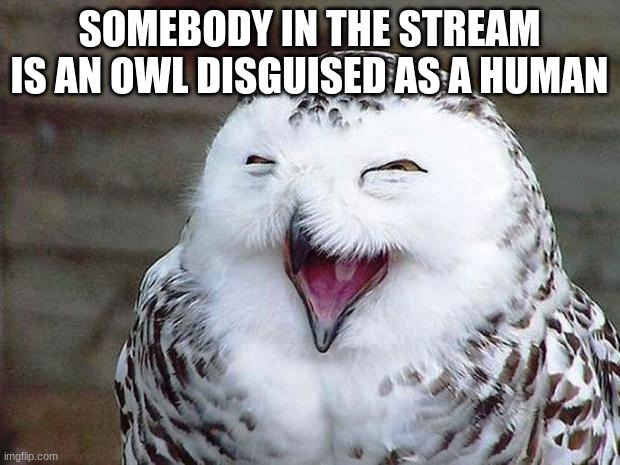 owl happy | SOMEBODY IN THE STREAM IS AN OWL DISGUISED AS A HUMAN | image tagged in owl happy | made w/ Imgflip meme maker