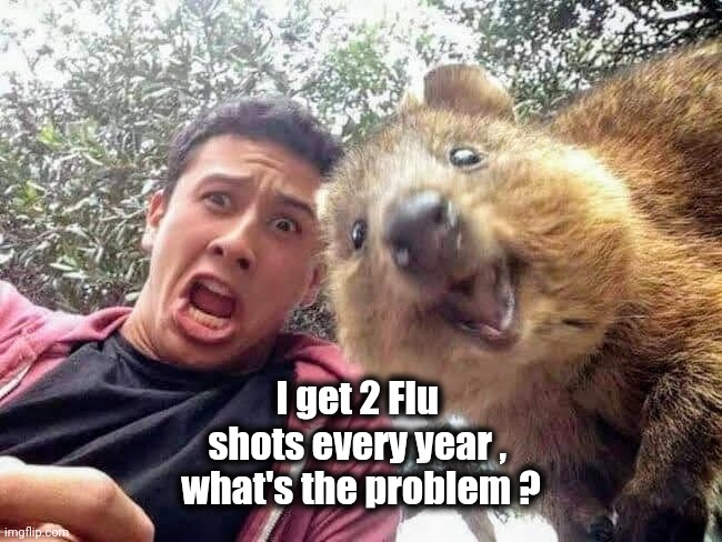 Quokka and Stan | I get 2 Flu 
shots every year , 
what's the problem ? | image tagged in quokka and stan | made w/ Imgflip meme maker