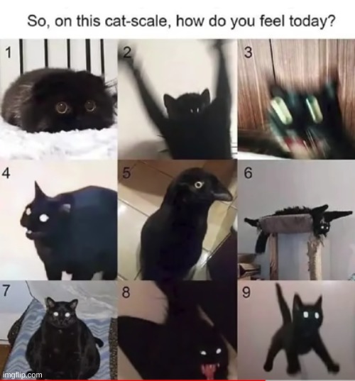 Cat Chart | made w/ Imgflip meme maker