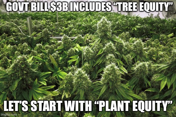 Government Bill Includes $3 BILLION for TREE Planting & TREE EQUITY | GOVT BILL $3B INCLUDES “TREE EQUITY”; LET’S START WITH “PLANT EQUITY” | image tagged in memes,tree equity,weed plants,marijuana | made w/ Imgflip meme maker