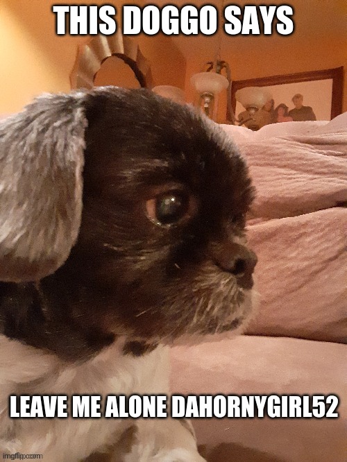 leave me alone! | THIS DOGGO SAYS; LEAVE ME ALONE DAHORNYGIRL52 | image tagged in sad dog | made w/ Imgflip meme maker