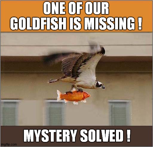A Fishy Disappearance ? | ONE OF OUR GOLDFISH IS MISSING ! MYSTERY SOLVED ! | image tagged in goldfish,disappeared,hawk,mystery | made w/ Imgflip meme maker