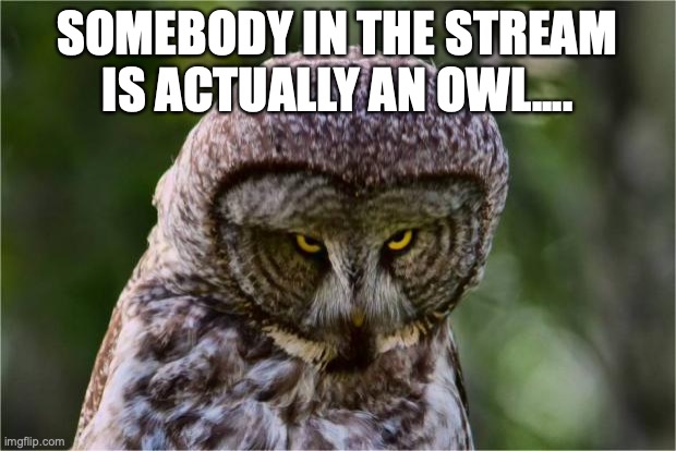 Seriously Owl | SOMEBODY IN THE STREAM IS ACTUALLY AN OWL.... | image tagged in seriously owl | made w/ Imgflip meme maker